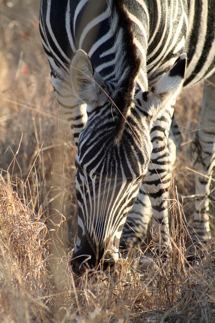 Free Mammal Animal photo and picture