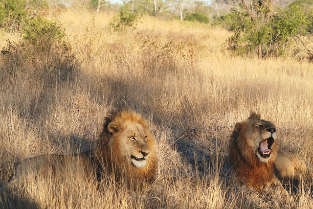 Free Mammal Animal photo and picture