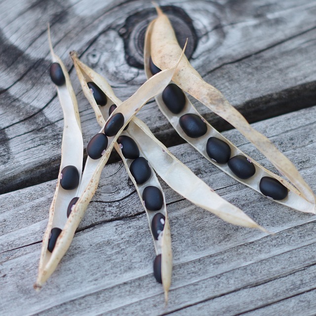 Free Beans Black Beans photo and picture