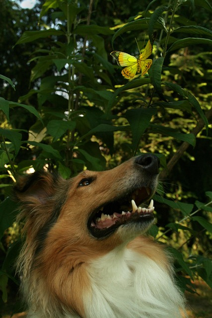 Free Mammal Animal photo and picture