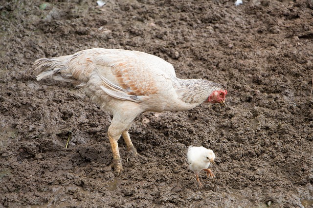 Hähnchen, Hausvögel, Vogel, Tierwelt