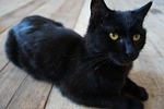 the cat is black, cats, pet