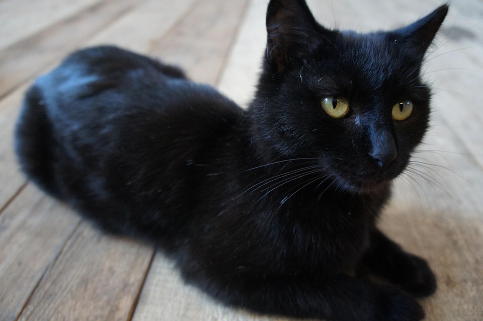 Free Photo The Cat Is Black Cats Pet Free Image On Pixabay 2893170 Free Photo The Cat Is Black Cats Pet Free Image On Pixabay 2893170