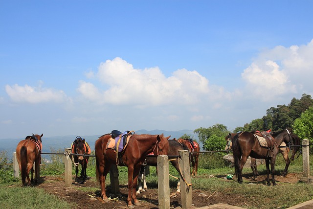 Free Candi Kedongsongo photo and picture