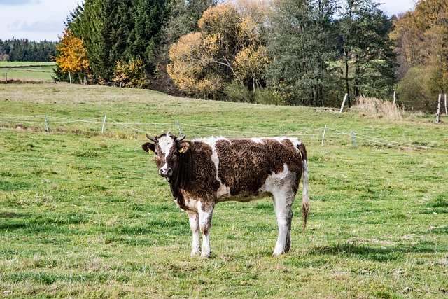 Free Cow Simmental Cattle photo and picture