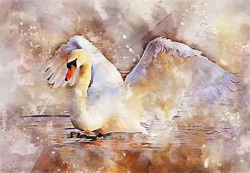 Free Swan Wings photo and picture