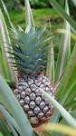 seychelles, mahé, pineapple
