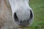 horse nostrils, nostrils strong, equine