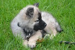 puppy, young dog lie down, grass