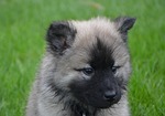 puppy, eurasier, head