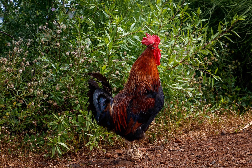 Up close cock billeder