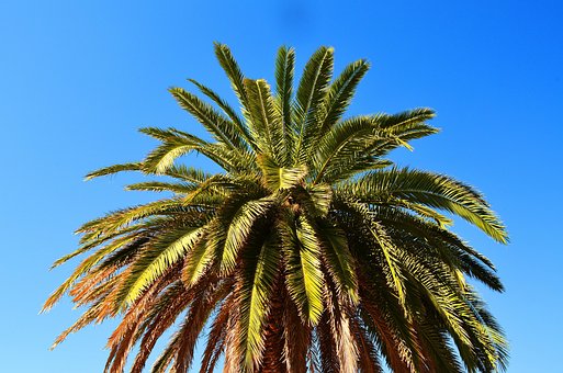 Free Palm Summer photo and picture