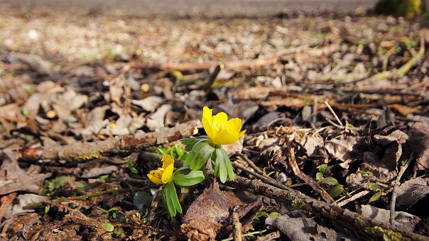 Free Spring Flower photo and picture