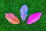 leaf, grass, fallen leaves
