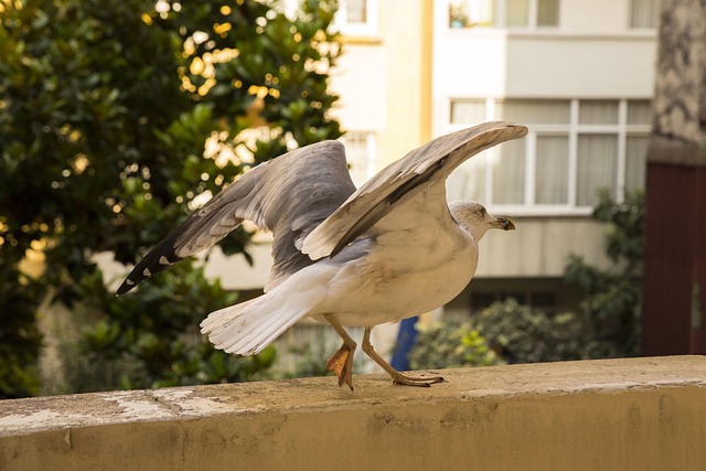 Hvid Fugl Seagull, I Live, Dyr, Natur