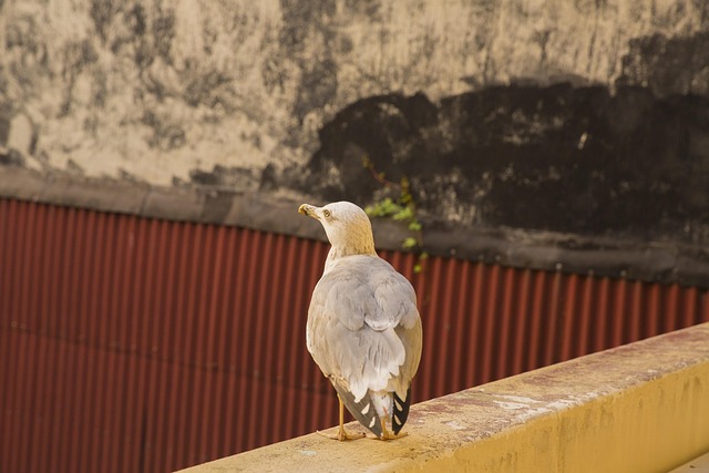 Hvid Fugl Seagull, I Live, Dyr, Natur