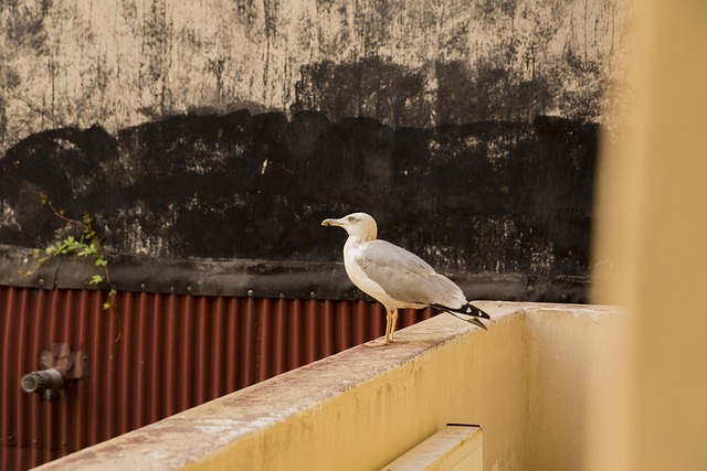Hvid Fugl Seagull, I Live, Dyr, Natur