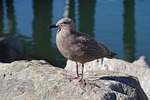 ave, seagull, nat