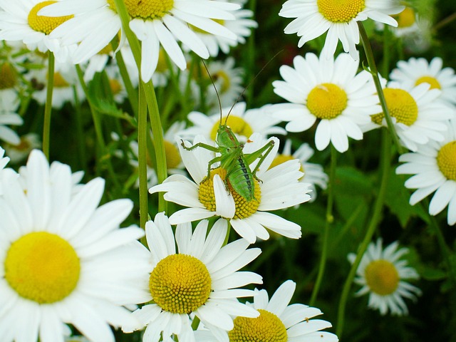 Free Grasshopper Daisies photo and picture