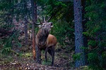 flay, red deer, norway