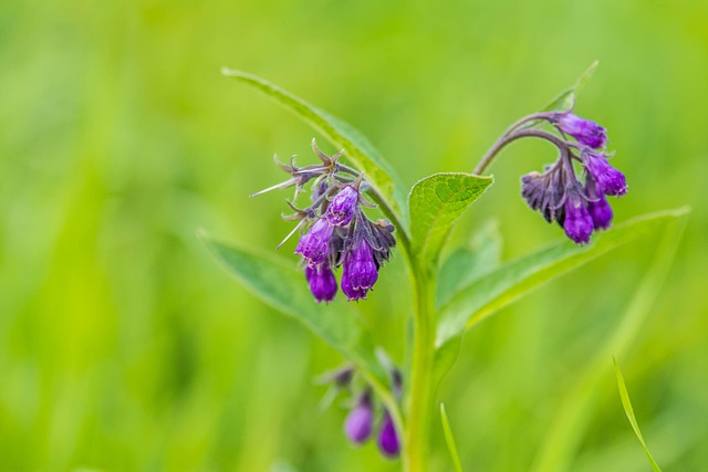 Free Flower Blooms photo and picture