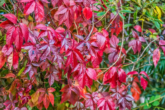 Free Leaves Fruit photo and picture