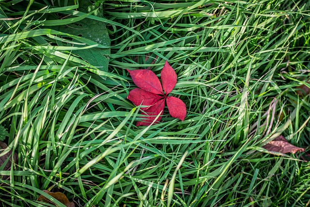 Free Red Leaf photo and picture