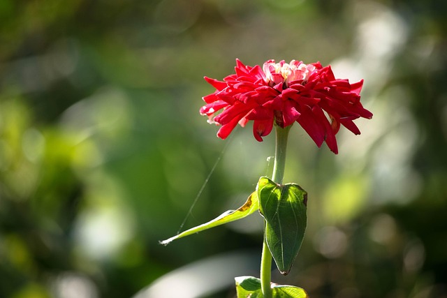 Blume, Natur, Herbst, Blumen Hintergrund