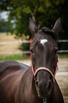 the horse, konik, horses