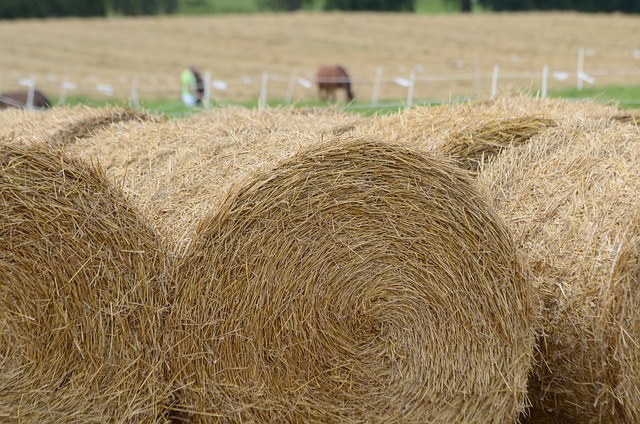 Free Hay Grass photo and picture