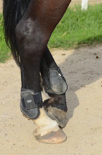 Free Riding Steed photo and picture