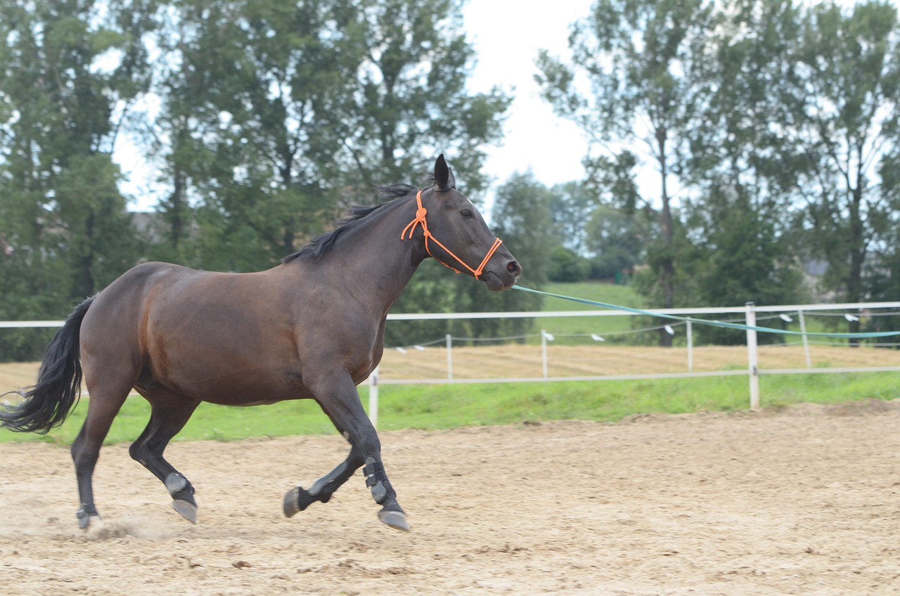 Riding - free online jigsaw puzzle photo