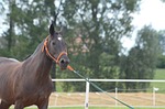 the horse, mare, horse