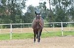 the horse, mare, horse