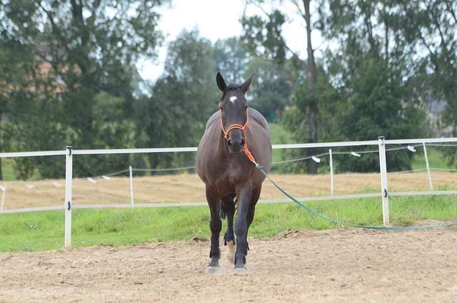 Free Horse Mare photo and picture