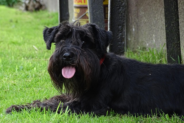 Free Schnauzer Breed Of Dog photo and picture