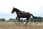 the horse, mare, horse