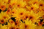 flowers, mums, color orange