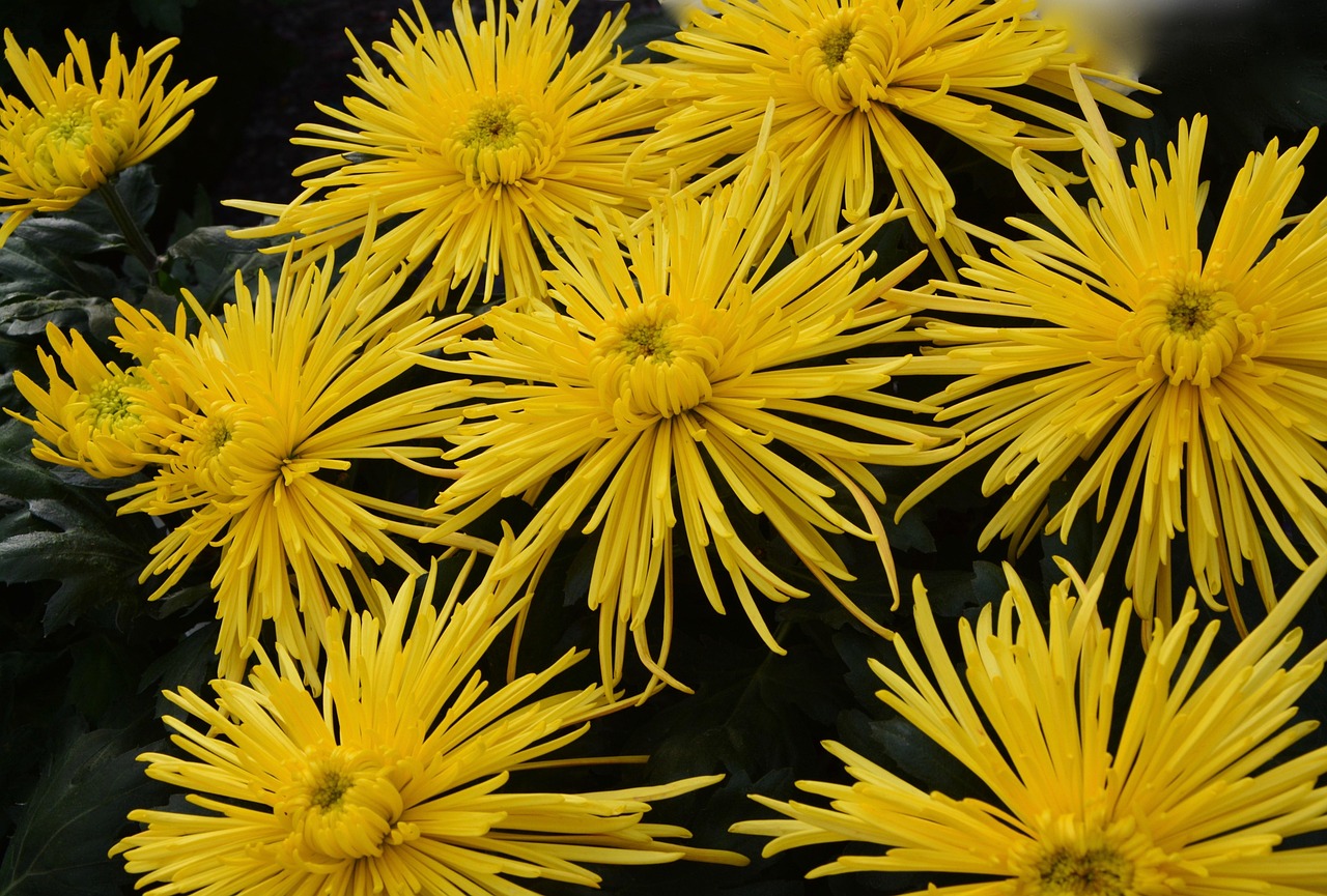 Arnica Fleurs Jaunes - Photo gratuite sur