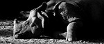 rhino, animal, animal world