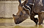 rhino, animal, animal world