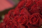 foppery, rose, flowers