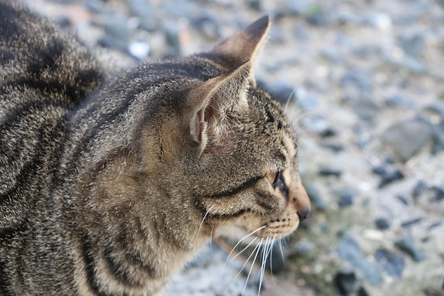 Katze, Siehe, Natur, Tier, Haustier