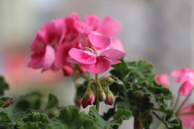 Blume, Fokus, Blumen Hintergrund