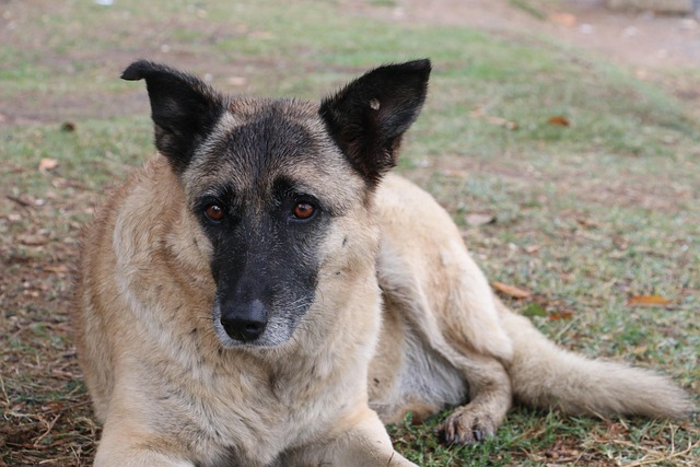 Hund, Schlaf, Tier, Haustier, Lustig