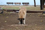 dog, eating, food