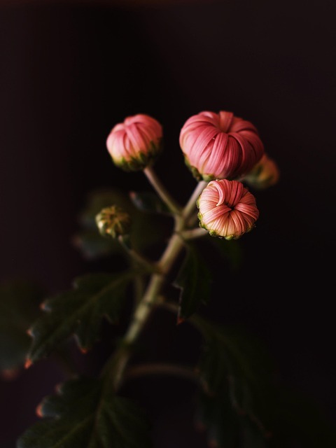 Free Bud Flower Buds photo and picture