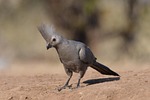 lourie, bird, peace