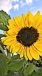 plant, sun flower, single bloom