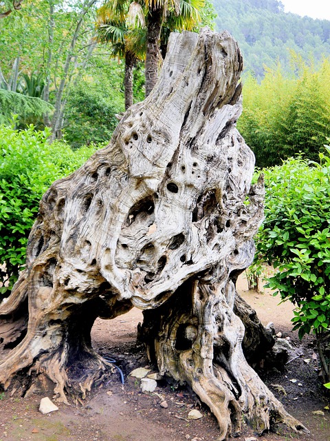 Spanien, Mallorca, Soller